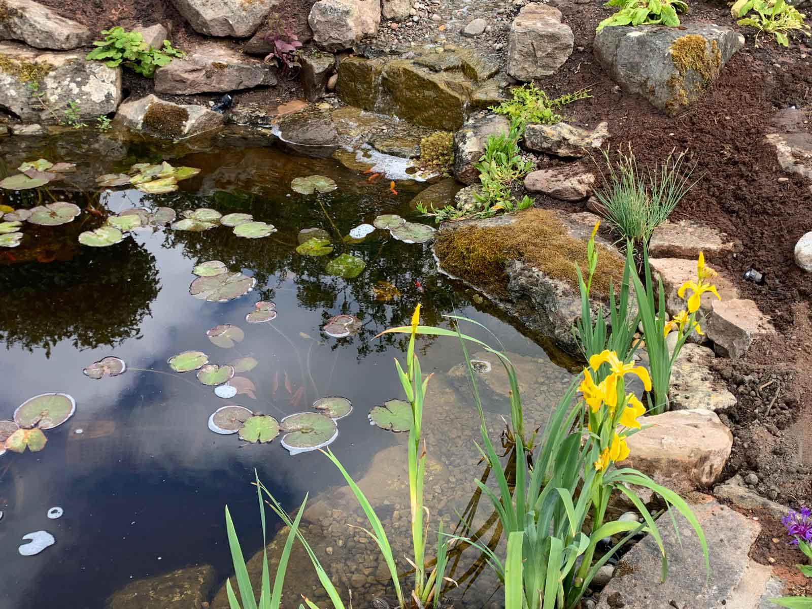 water-lilies