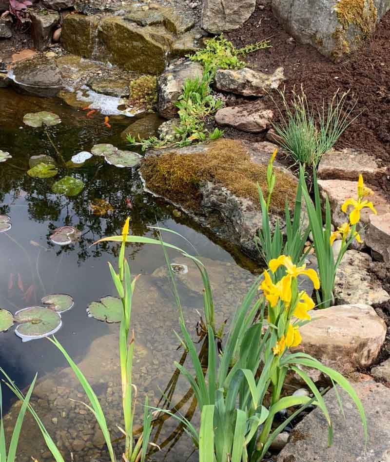 waterlilies