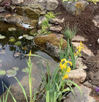 King-landscapes-ponds & water features photo of natural pond